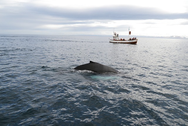 avistamiento de ballenas en islandia
