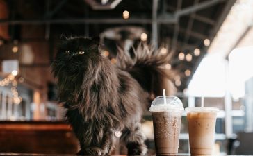 cafeterías con gatos en madrid